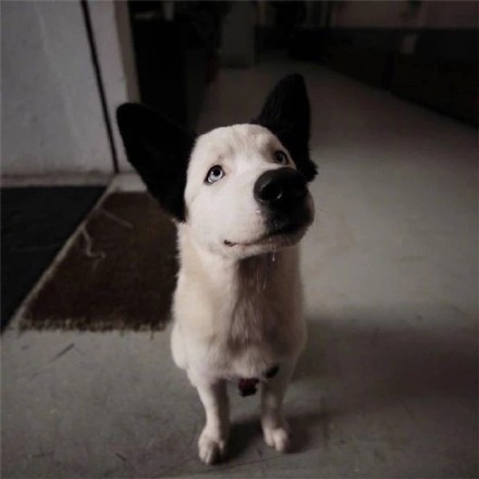 看一眼就笑喷！这些修勾长在笑点上了