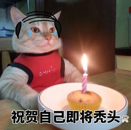 猫咪独自过生日表情包来啦