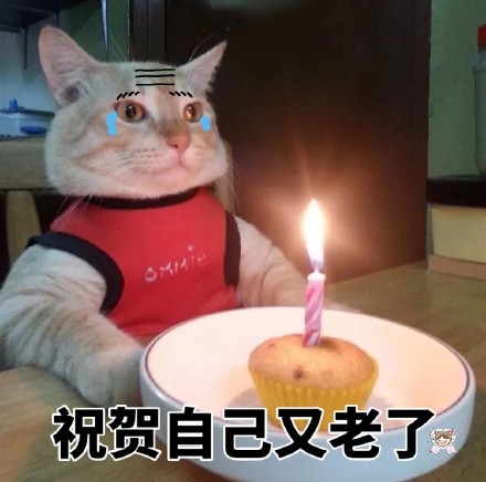 猫咪独自过生日表情包来啦