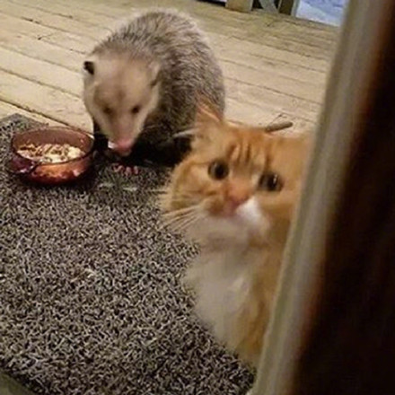 橘猫被竹鼠抢食的搞笑表情包来啦