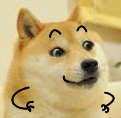 聊天斗图必备！这组柴犬动态表情包太好用了