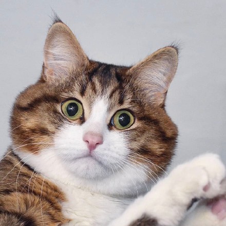 超高清猫咪头像合集来啦