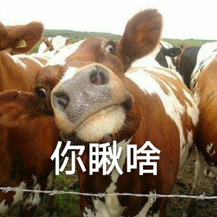 这套牛梗表情包太好用了