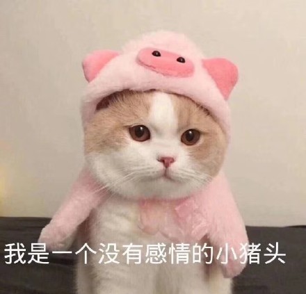 超治愈！可爱小猫咪情侣头像合集