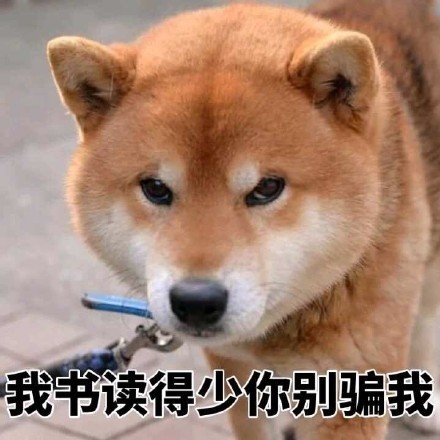 超实用柴犬表情包合集 聊天斗图必备