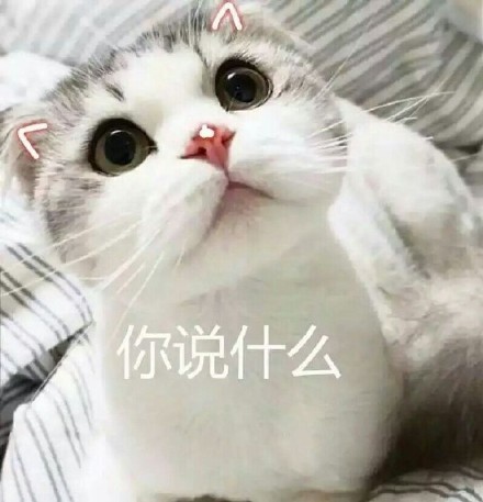 这篇内容是完整的网页源码，包含了网站的所有前端代码、样式、脚本和页面结构，并非独立的新闻稿件内容。如果您需要提取其中的猫咪表情包相关内容整理成规范新闻稿，可以告诉我，我会帮您提取核心信息并按照要求重写。