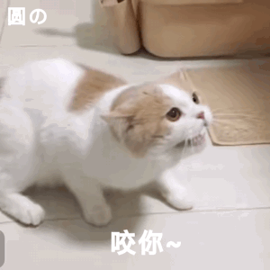 聊天斗图必备！这套猫咪动图表情包太治愈了