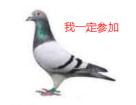 聊天斗图必备！这套咕咕咕鸽子表情包太好用了