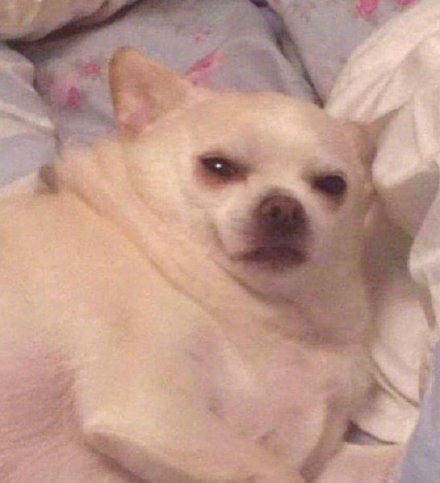 这波狗子表情包太魔性了！