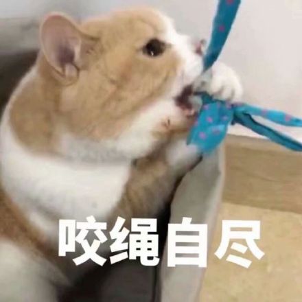 猫咪表情包合集来啦！这里整理了多款软萌又自带梗的猫咪表情，涵盖撒娇、认错、摆烂等多种日常聊天常用的情绪表达，用户可以在发表情网站直接下载使用。