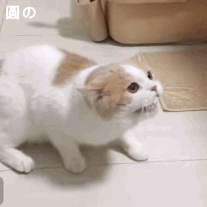 聊天斗图必备！这套猫咪动图表情包太治愈了