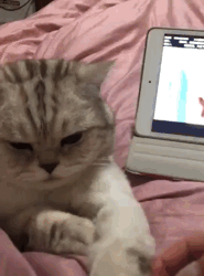 聊天斗图必备！这套嫌弃猫猫表情包太好用了