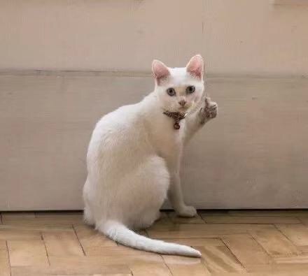 猫咪竖起大拇指表情包火了！一句“老哥稳”太戳人