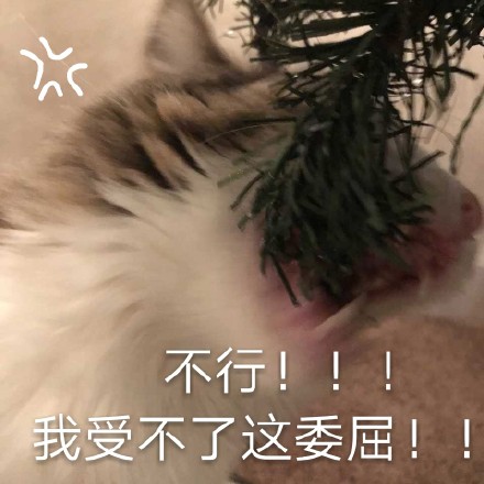 整理好的猫咪表情包合集，斗图直接用