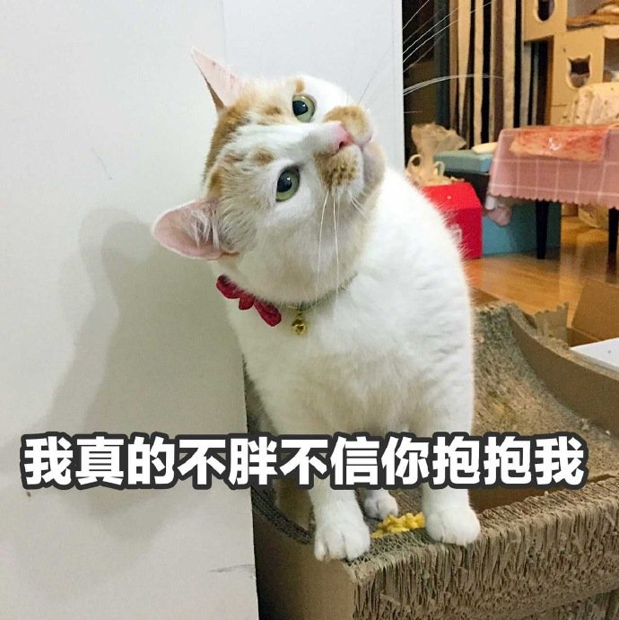 聊天斗图必备！猫咪楼楼表情包合集来啦