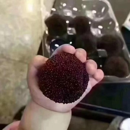 软萌治愈！这组小手小脚表情包太戳人啦