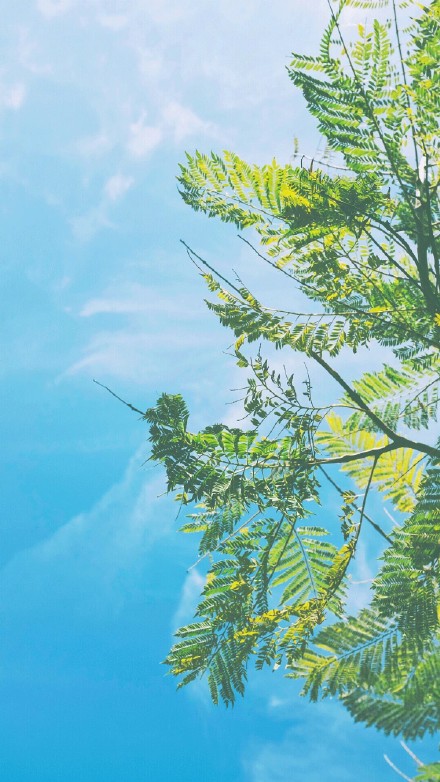 超治愈！这组清新绿色壁纸戳中了我的心巴