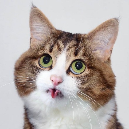 超高清猫咪头像合集来啦