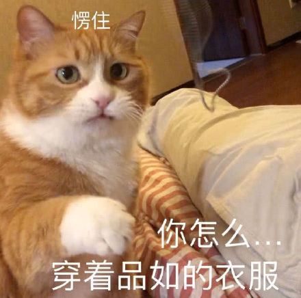 猫咪表情包合集来啦！这里整理了多款软萌又自带梗的猫咪表情，涵盖撒娇、认错、摆烂等多种日常聊天常用的情绪表达，用户可以在发表情网站直接下载使用。