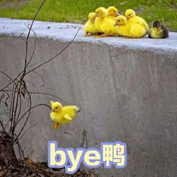 软萌小鸭鸭表情包来啦，每一张都超治愈