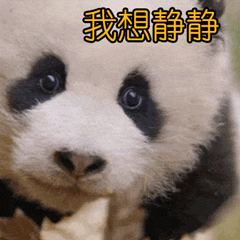 大熊猫滚滚表情包合集来啦