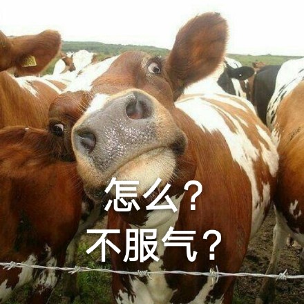 这套牛梗表情包太好用了