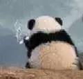 软萌大熊猫表情包合集来啦