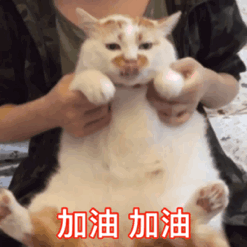 超治愈！这组猫咪动态表情包太适合斗图了