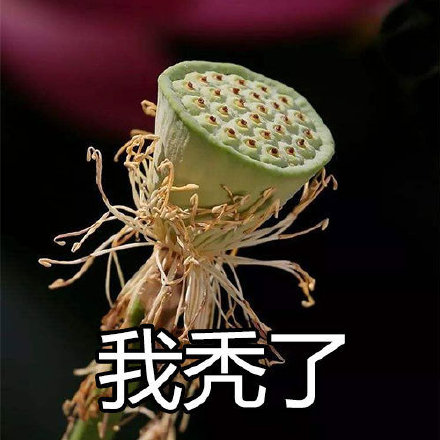 佛系荷花表情包来啦！