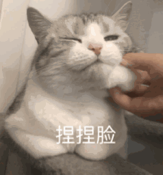 猫咪动图表情包合集 日常聊天斗图必备