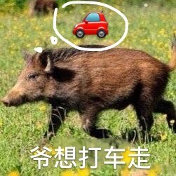 野猪表情包合集来啦
