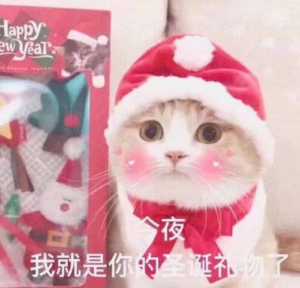 圣诞猫咪表情包合集来啦