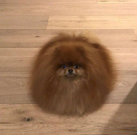 超火流泪猫猫头表情包合集