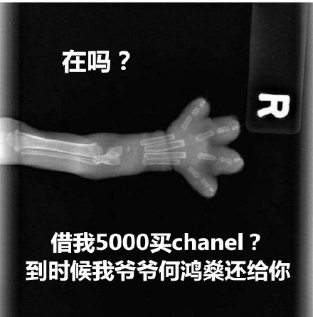 猫爪X光借钱表情包合集