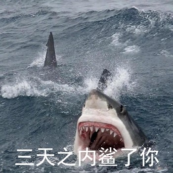 这套鲨鱼沙雕表情包，斗图时直接封神