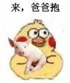 超火小黄鸡抱猪猪表情包合集