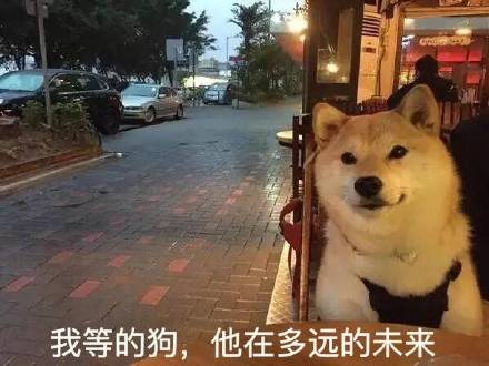 单身狗的真心话大公开