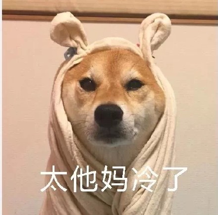 柴犬裹被窝表情包合集