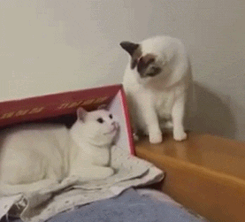 猫咪动图表情包合集 日常聊天斗图必备