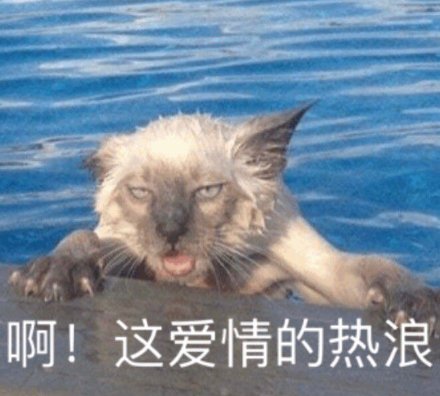 谁懂啊！这套沙雕猫咪表情包真的能笑到打鸣