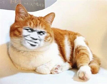 整活党狂喜！这批被玩坏的猫猫头表情包太会整活了