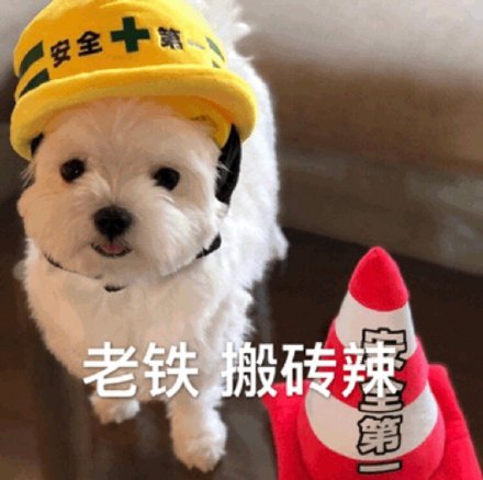 快乐狗子表情包合集来啦