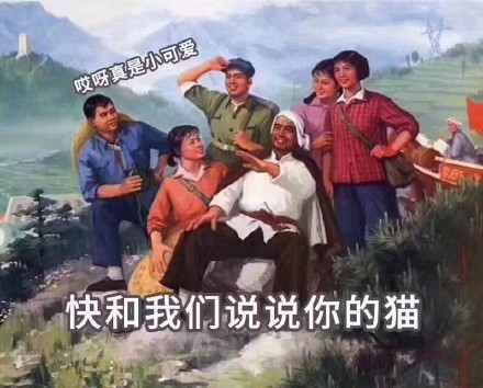 猫咪铲屎官专属表情包来啦