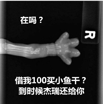 猫爪X光借钱表情包合集