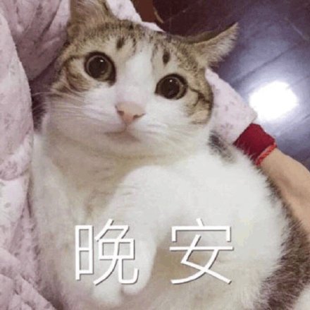猫咪版晚安邀约表情包来啦