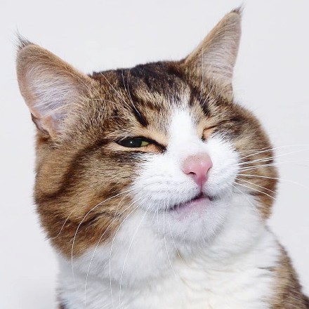 超高清猫咪头像合集来啦