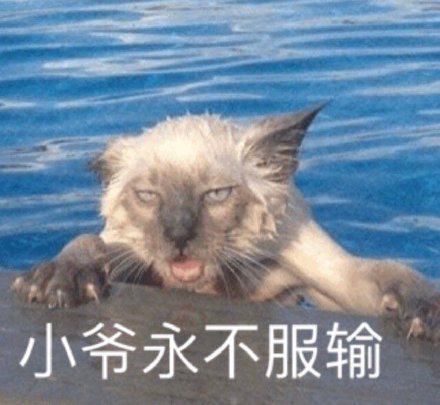 谁懂啊！这套沙雕猫咪表情包真的能笑到打鸣