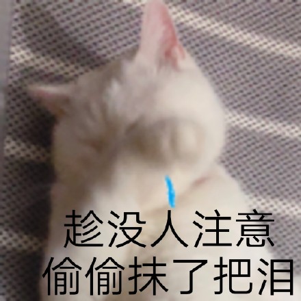 救命！这组猫咪表情包也太会演了吧