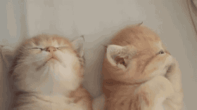 情侣早上醒来的真实状态被这套猫咪表情包戳中了