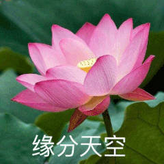 佛系荷花表情包来啦！